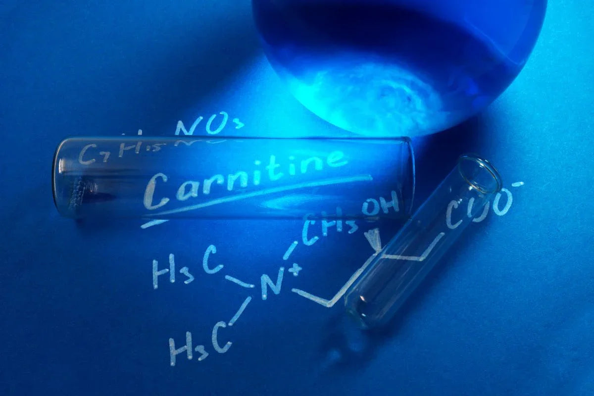 acetyl l carnitine brain Glycine Propionyl L-Carnitine and Erectile Dysfunction