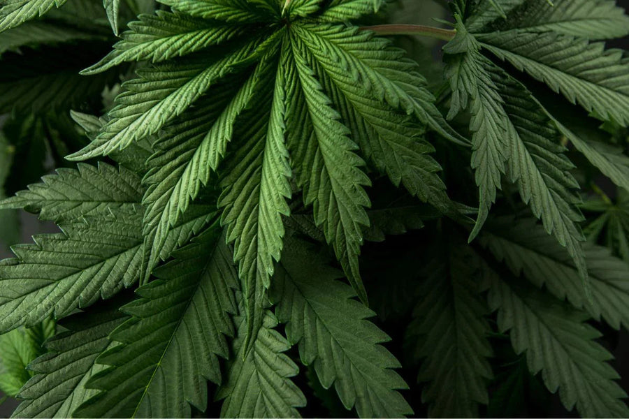 Dit doet cannabisolie met jouw lichaam. - Ergomax
