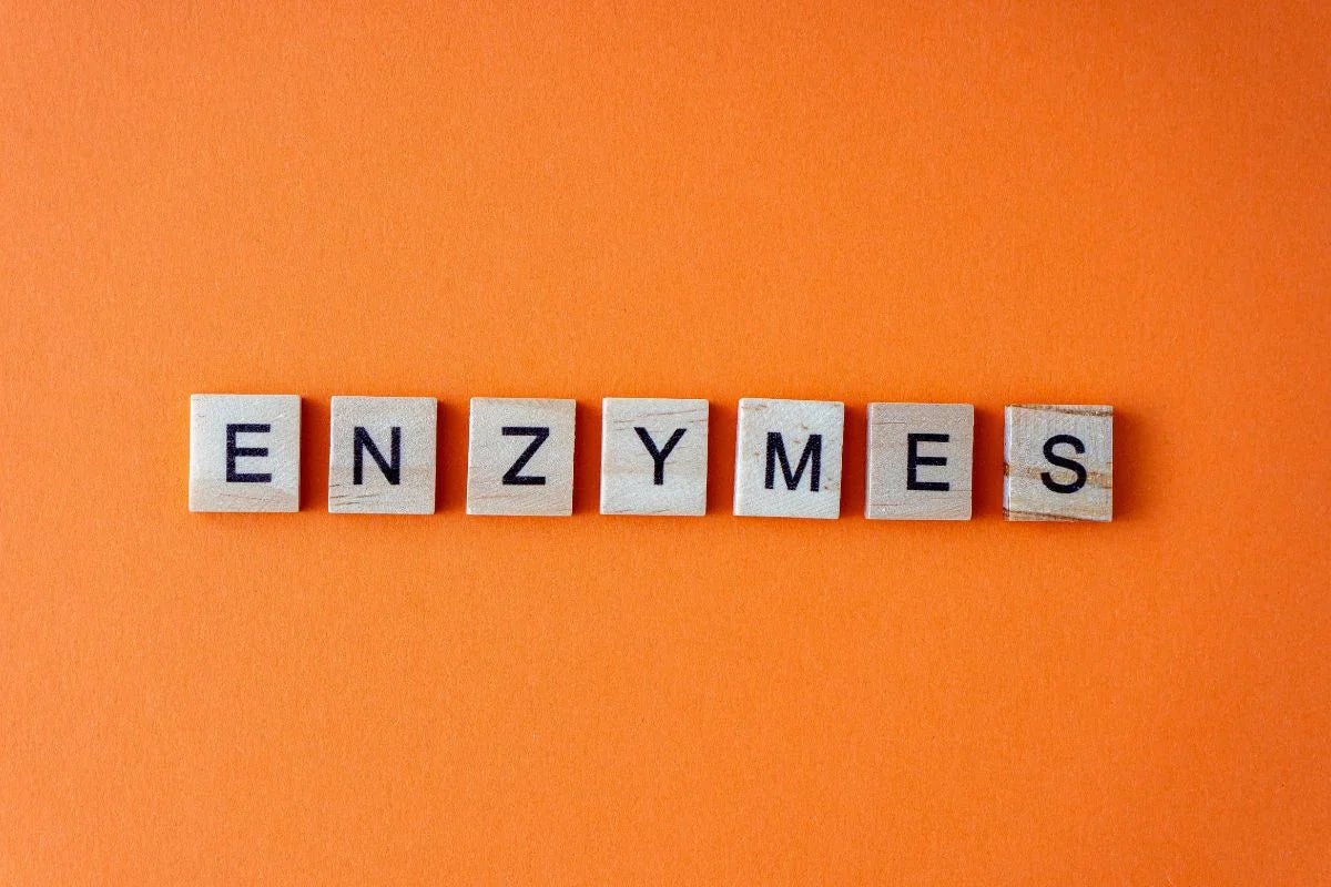 Enzymen: de werkpaarden van ons lichaam - Ergomax