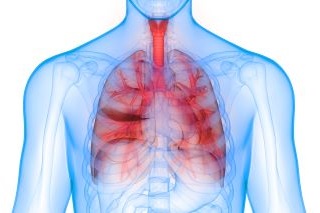 Lungs & Trachea