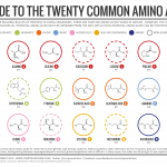 Amino acids - The building blocks of life