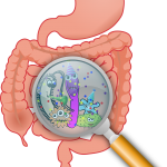 The gut microbiome: Key to health - Part 2