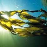 Seaweed, the ultimate vegetable