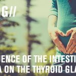 Influence of the intestinal flora on the thyroid gland